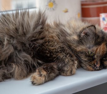 Жизнь у кошки хороша - наслаждайся не спеша!