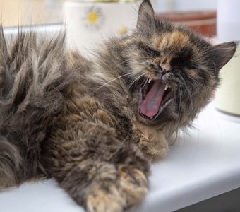 Все же хищник!