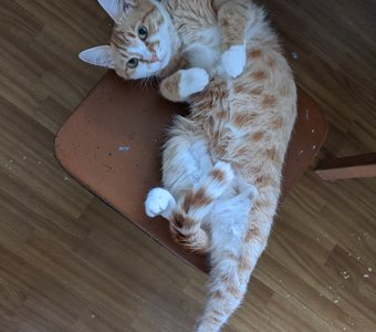 Домашняя озорница