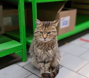 Строгий охранник Пятерочки