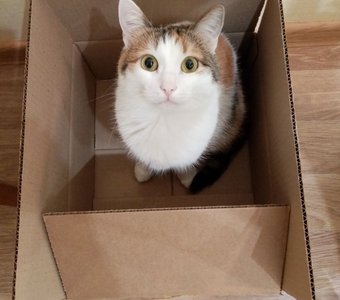 Кошечка — решение из коробки