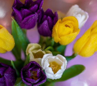 Тюльпаны в цвету