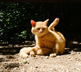 котойога