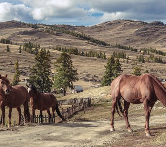 Алтай. с. Улаган