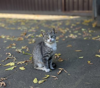Дворовый кот