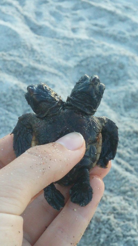 Фото: Leah Rittenberg/UCF Marine Turtle Research Group