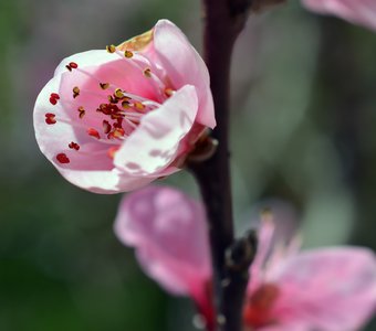 Цветение персика