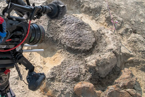 Найдены динозавры, которые погибли в день катастрофического падения астероида