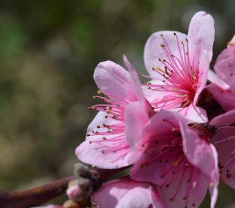 Цветение персика