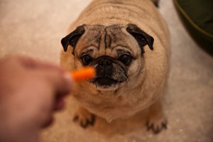 Полезна ли для собак веганская диета? Ученые считают, что да