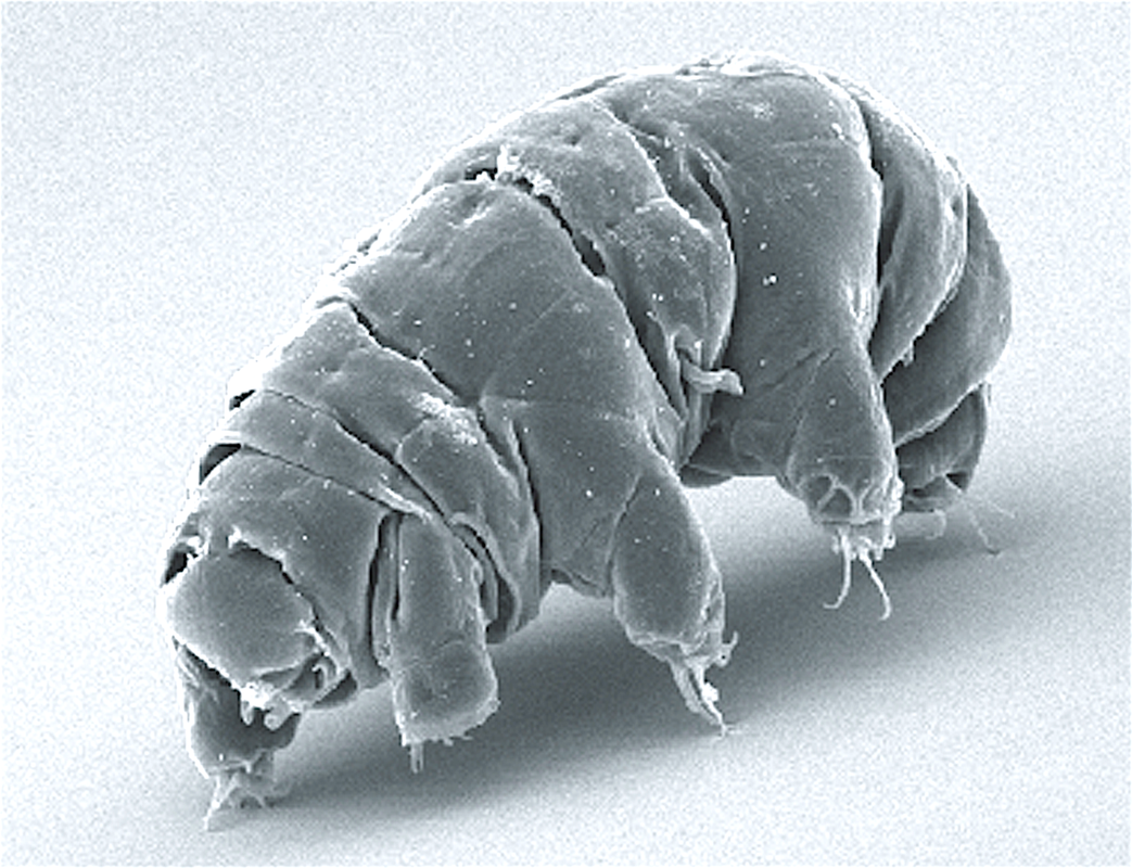 Тихоходка фото. Медведка тихоходка. Milnesium tardigradum. Тихоходка (Tardigrada). Тихоходка в микроскопе.