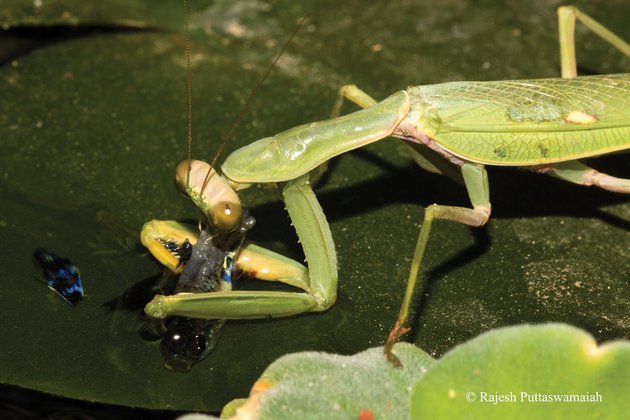 Фото: Roberto Battiston, Rajesh Puttaswamaiah, Nayak Manjunath / Orthoptera Research
