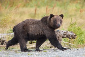 В Италии медведь прошел 150 километров ради любимого печенья