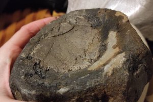 В Ульяновской области нашли кости гигантского ихтиозавра