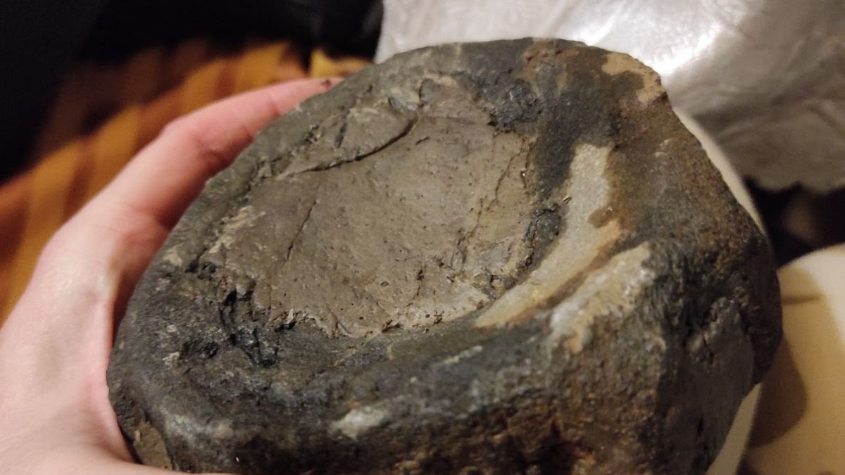 В Ульяновской области нашли кости гигантского ихтиозавра