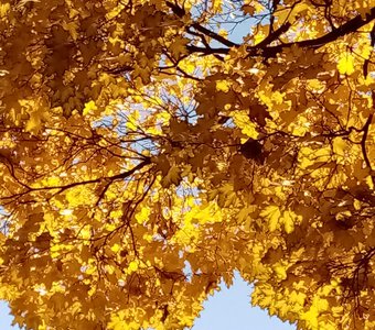 Золотые листья