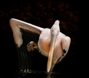Асана - пеликана