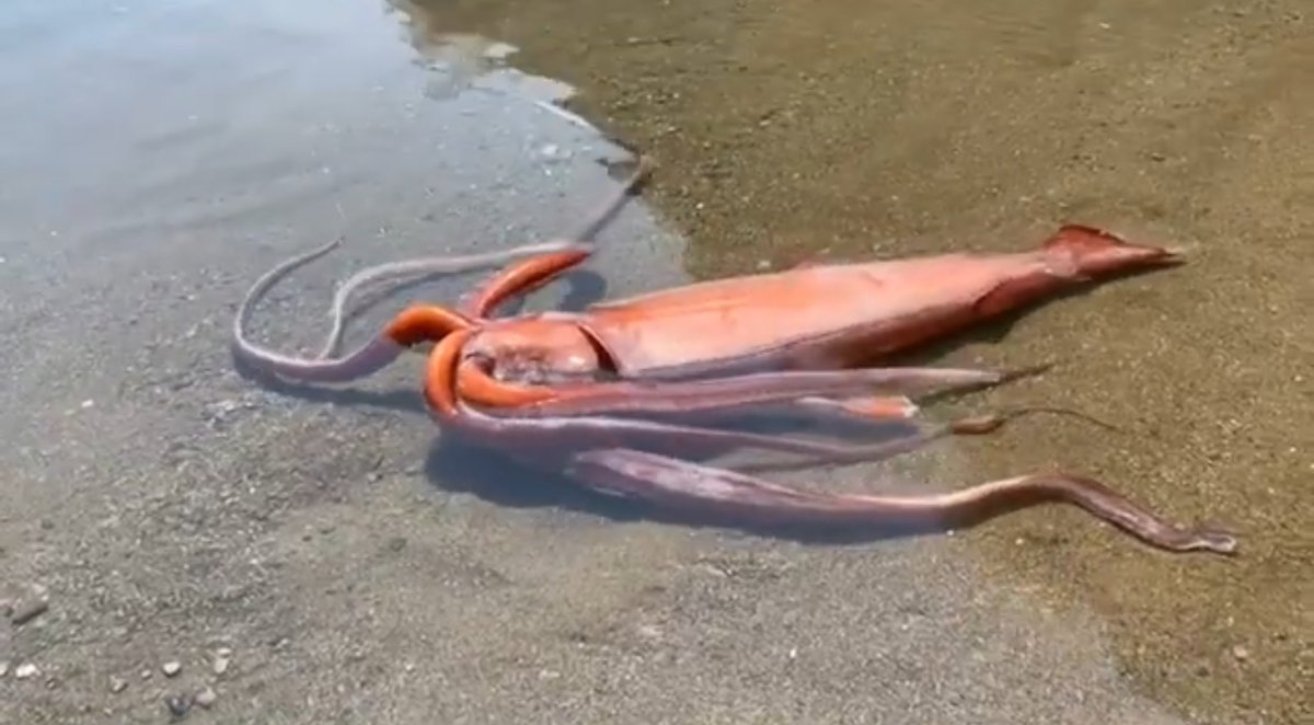 В Японии на берег выбросился гигантский кальмар