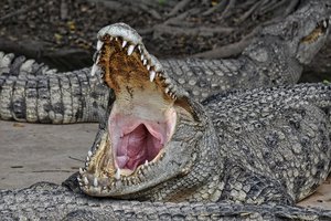 В Индии крокодил убил мужчину, который справлял нужду у водоема