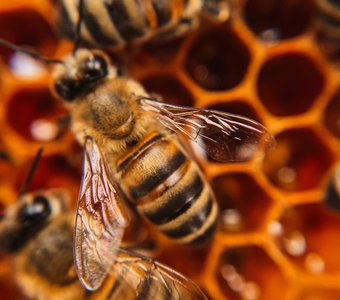 Пчелиный мир
