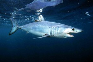На австралийском пляже акулу спасли от неминуемой смерти
