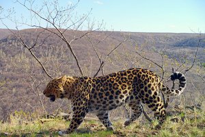 Нейросеть поможет считать леопардов в Приморье