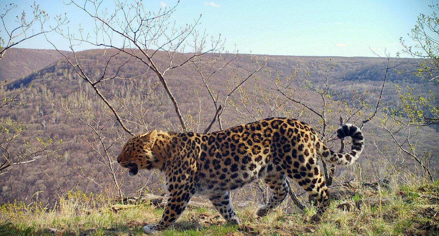 Фото: Снимок фотоловушки Земли леопарда в Приморье