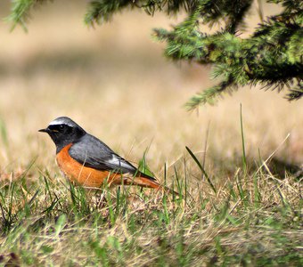 Обыкновенная горихвостка (Phoenicurus phoenicurus)