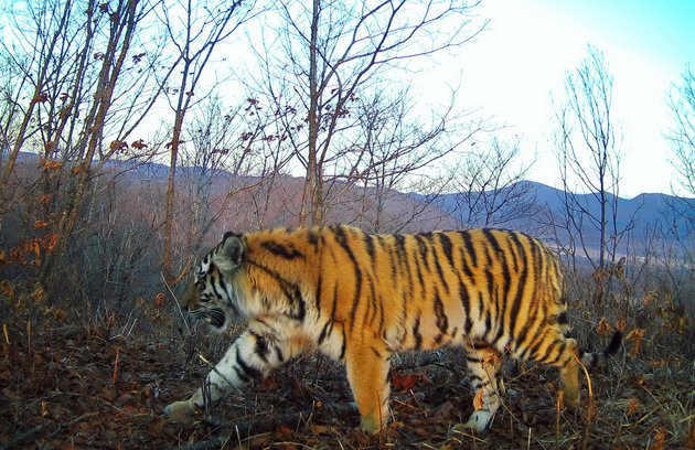 Фото: Снимок фотоловушки Земли леопарда в Приморье
