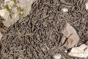Как выглядит крупнейшее скопление змей в мире