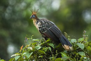 Дурно пахнущий тропический гоацин: это что за птица