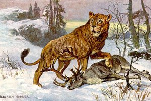 В Якутии когда-то обитали пещерные львы. Что мы о них знаем?