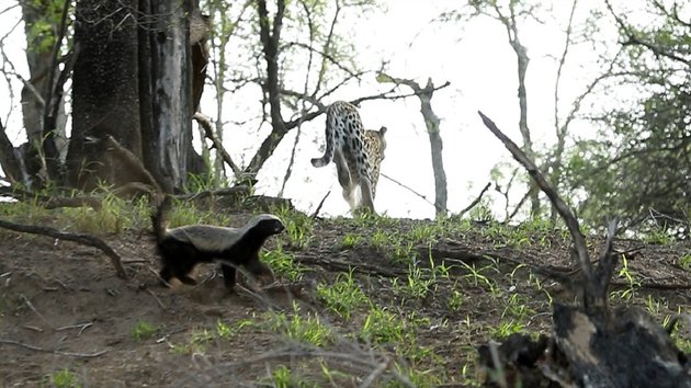 Фото: Kruger Sightings