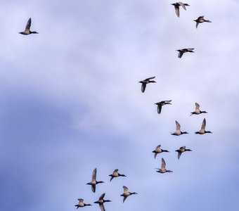 Летят утки...