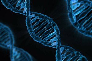 Найдена повышающая интеллект мутация генов