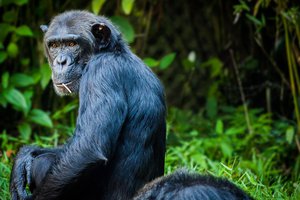 У шимпанзе впервые обнаружили ночную эрекцию