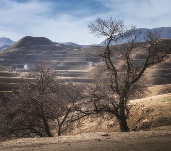 Террасы у аула Чох. Дагестан