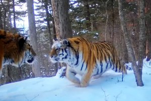 Тигры устроили романтичное свидание в дальневосточном заповеднике