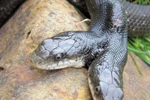 Этой двухголовой змее удалось прожить 17 лет