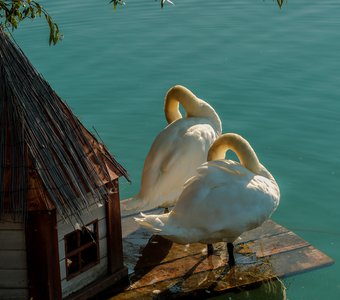 Процедура "Лебединая шея"