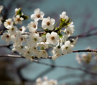 Цветущая вишня