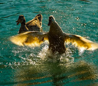 Беги лебедь, беги