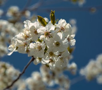 Цветущая вишня