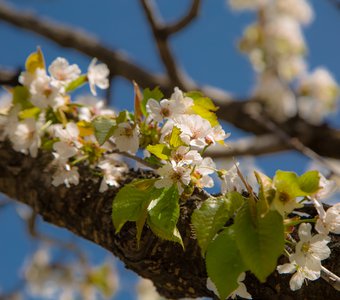 Цветущая вишня