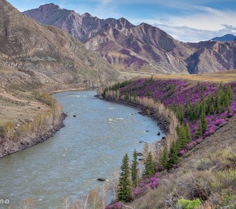 Цветение маральника вдоль горной реки Катунь