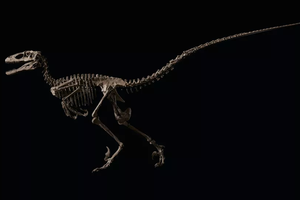 Скелет динозавра, вдохновившего создателей «Парка Юрского периода», продали на аукционе