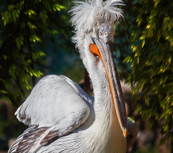 Кудрявый (или лохматый) пеликан