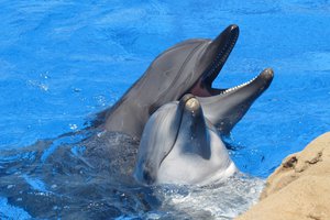 Дельфины могут узнавать своих друзей по вкусу мочи