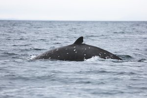 В России встретили новый вид китов