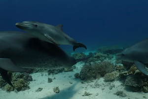 Зачем дельфины мажут тело слизью кораллов?